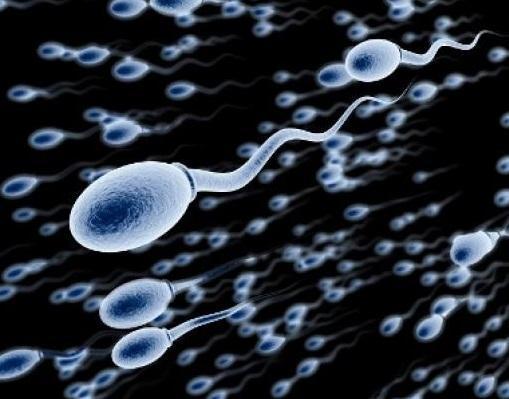 Comment sont fabriqués les spermatozoïdes