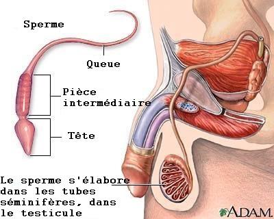 Comment sont fabriqués les spermatozoïdes - Étape 1