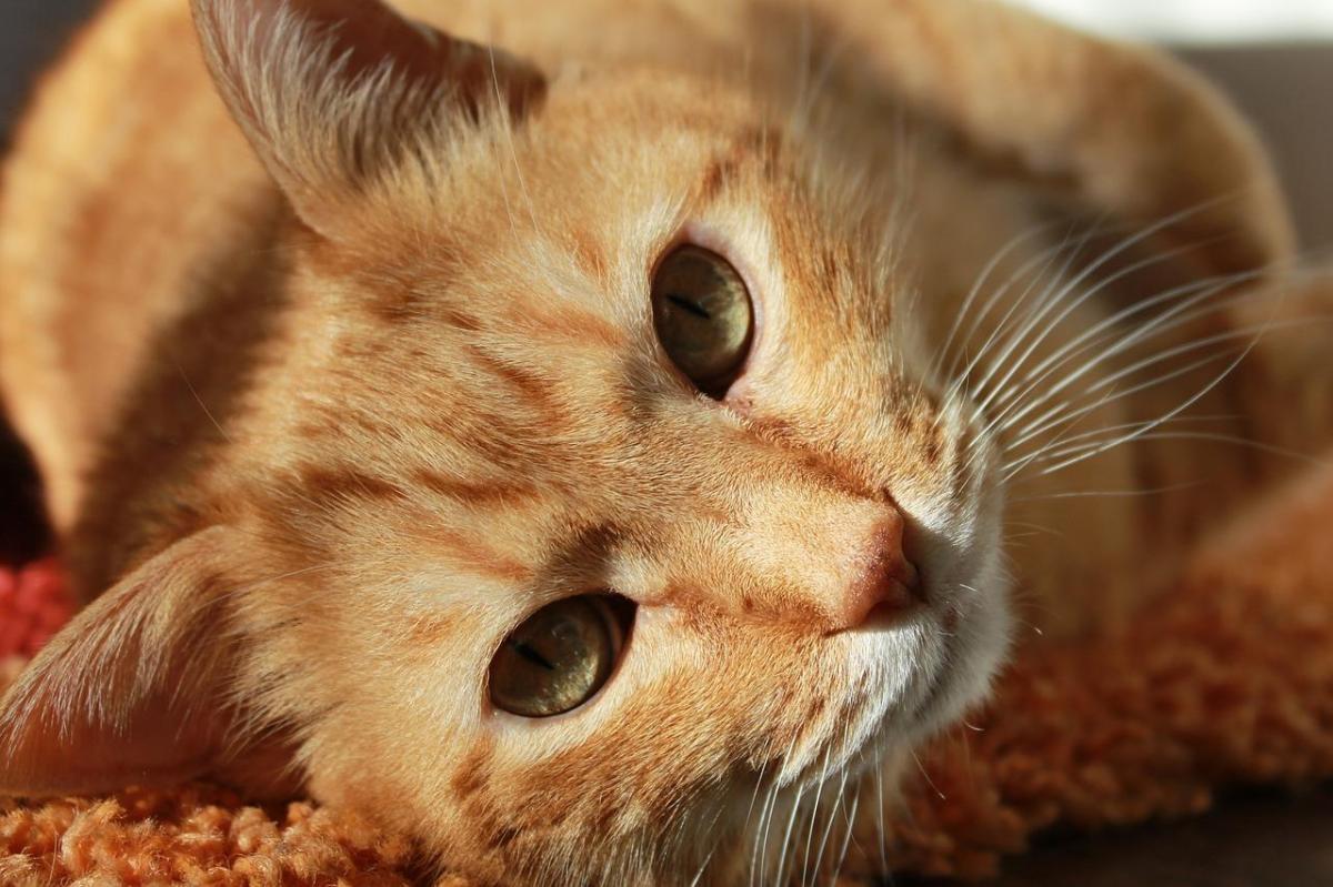 Quels sont les chats les plus calmes