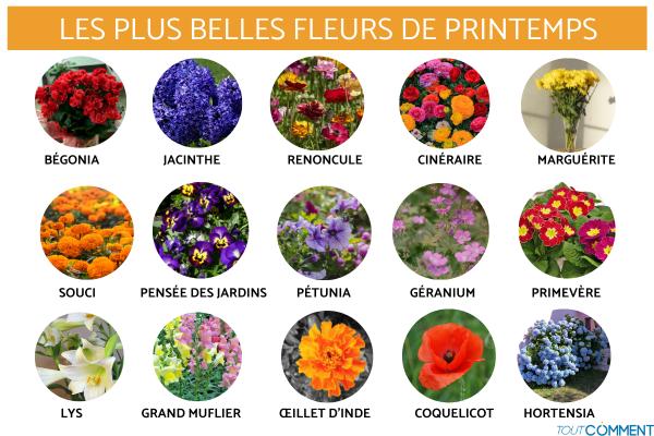 Les plus belles fleurs de printemps - Liste avec photos