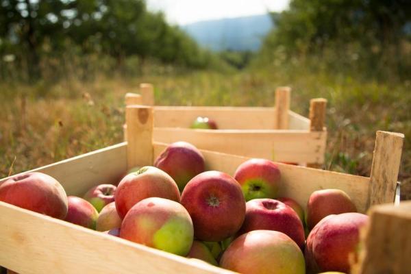 Les fruits climactériques et non-climactériques - Fruits climactériques