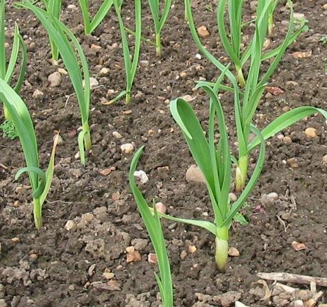 Comment planter de l'ail et quand -