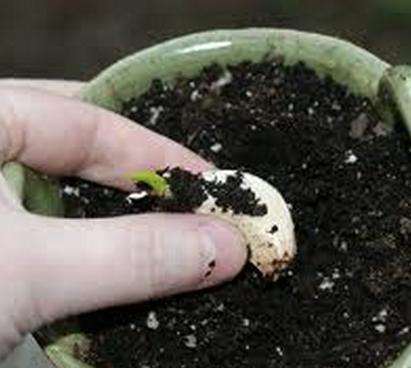 Comment planter de l'ail et quand -