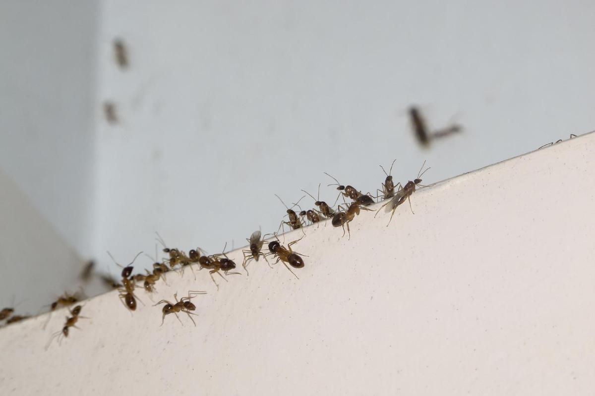 Comment empêcher les fourmis de rentrer dans la maison