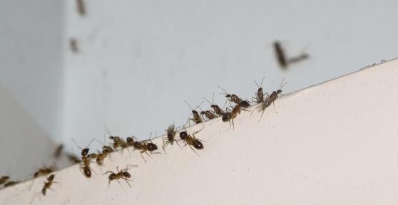 Comment empêcher les fourmis de rentrer dans la maison