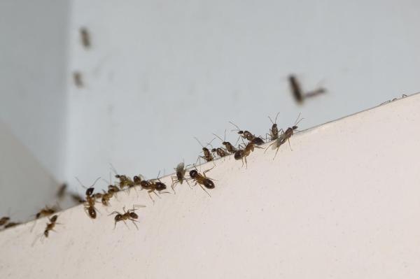 Comment empêcher les fourmis de rentrer dans la maison