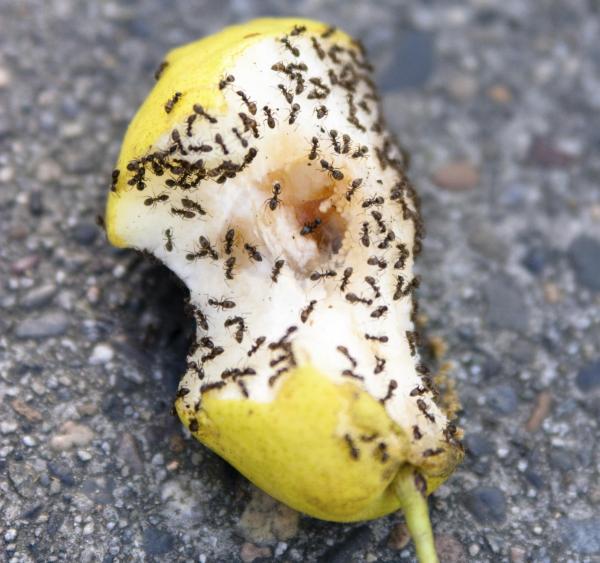 Comment empêcher les fourmis de rentrer dans la maison - Étape 3