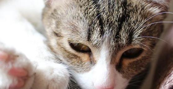Que faire si mon chat a la diarrhée 