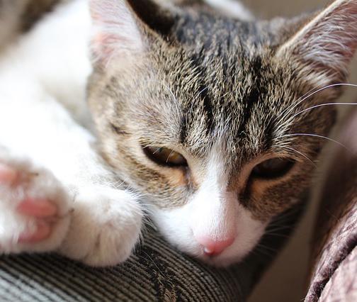 Que faire si mon chat a la diarrhée