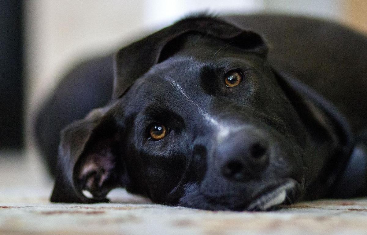 Comment traiter l'indigestion chez les chiens