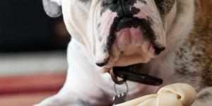Quels sont les chiens qui aboient le moins