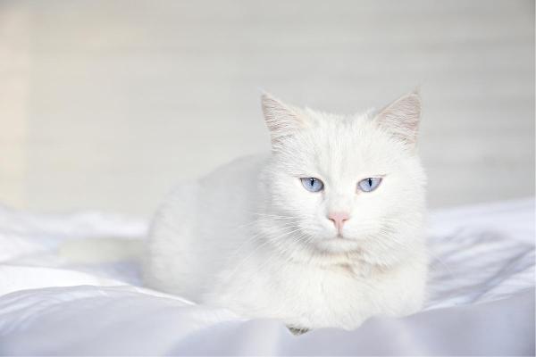 Races de chats blancs aux yeux bleus - Angora turc
