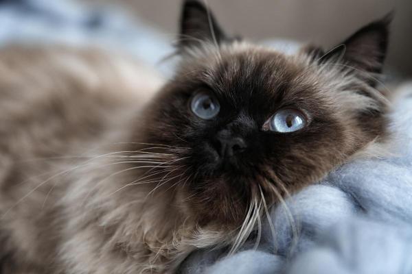 Races de chats blancs aux yeux bleus - Balinais