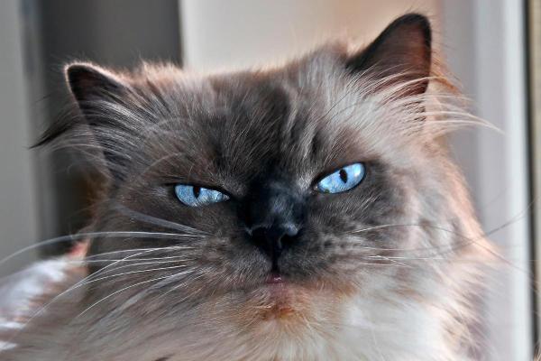 Races de chats blancs aux yeux bleus - Himalayen