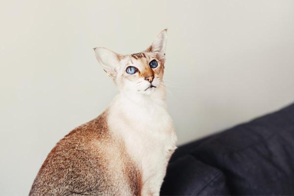 Races de chats blancs aux yeux bleus - Javanais ou Colorpoint Longhair