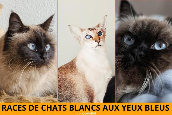 Races de chats blancs aux yeux bleus
