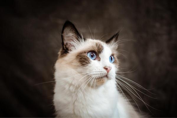 Races de chats blancs aux yeux bleus - Ragdoll