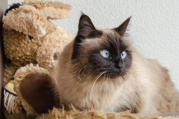 Races de chats blancs aux yeux bleus - Sacré de Birmanie (Birman)