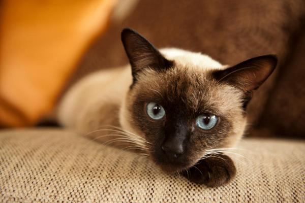 Races de chats blancs aux yeux bleus - Siamois