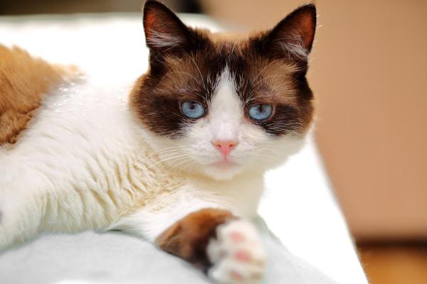 Races de chats blancs aux yeux bleus - Snowshoe