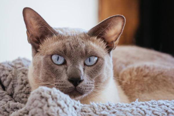 Races de chats blancs aux yeux bleus - Tonkinois