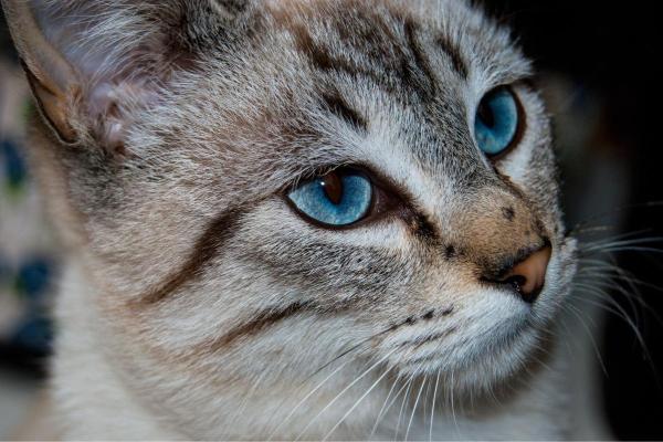 Races de chats blancs aux yeux bleus - Yeux bleus