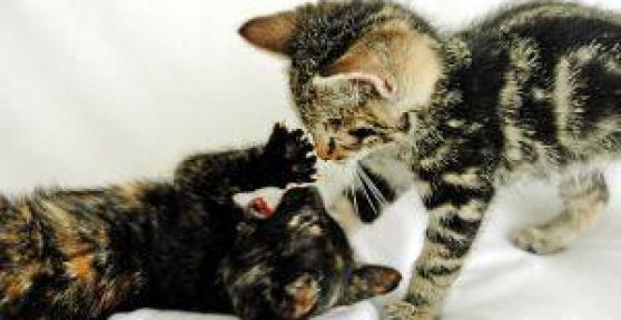 Comment rendre un chat sociable