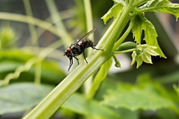 Comment se débarrasser des mouches dans la maison