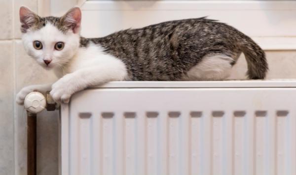 Comment gronder son chat
