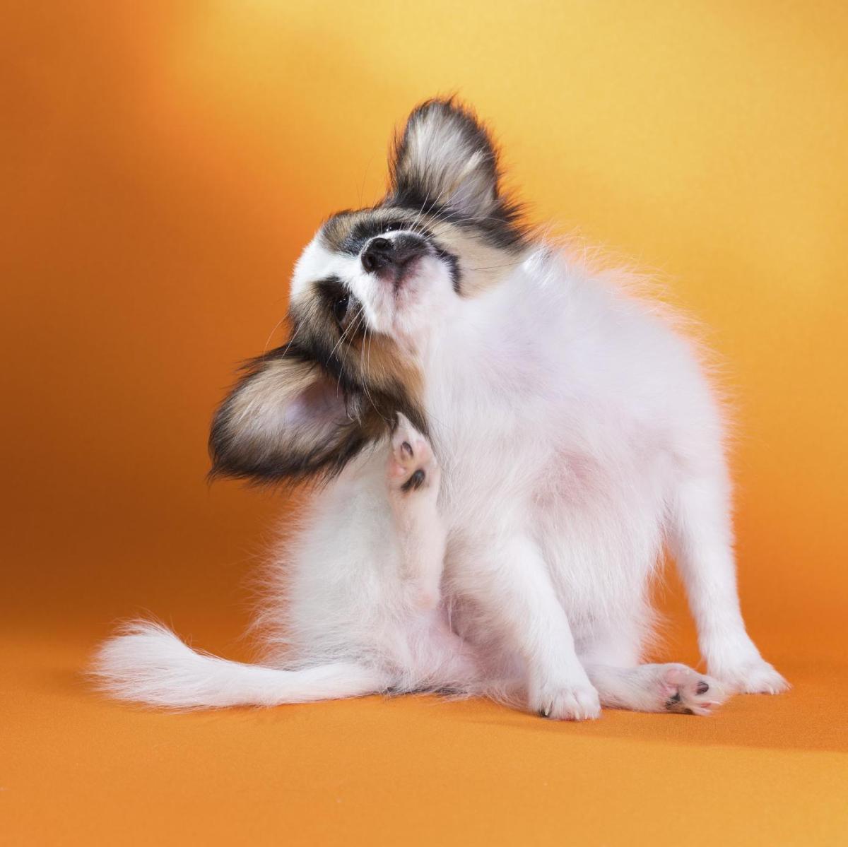 Tiques chez chien : les symptômes