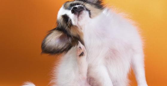 Tiques chez chien : les symptômes