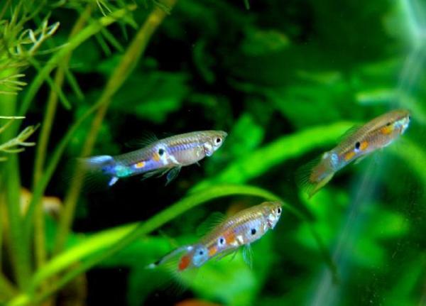 Comment prendre soin des alevins guppy