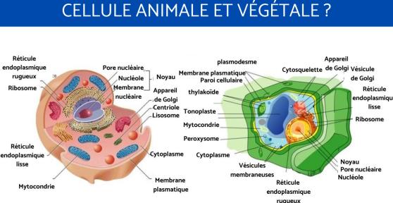 Différence entre cellule animale et végétale