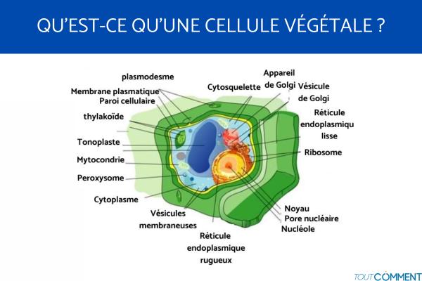 Différence entre cellule animale et végétale - Qu'est-ce qu'une cellule végétale ? 