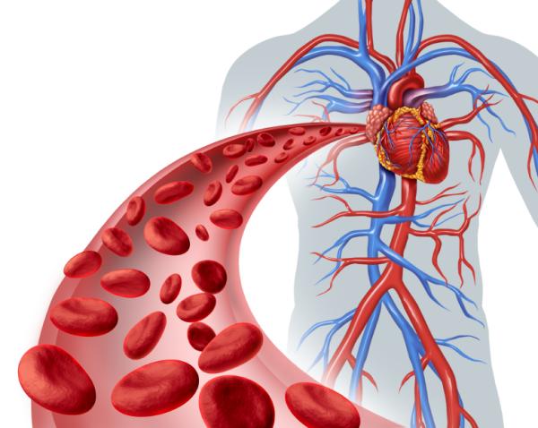 Pourquoi les veines sont bleues alors que le sang est rouge - La couleur du sang dans les veines - explications
