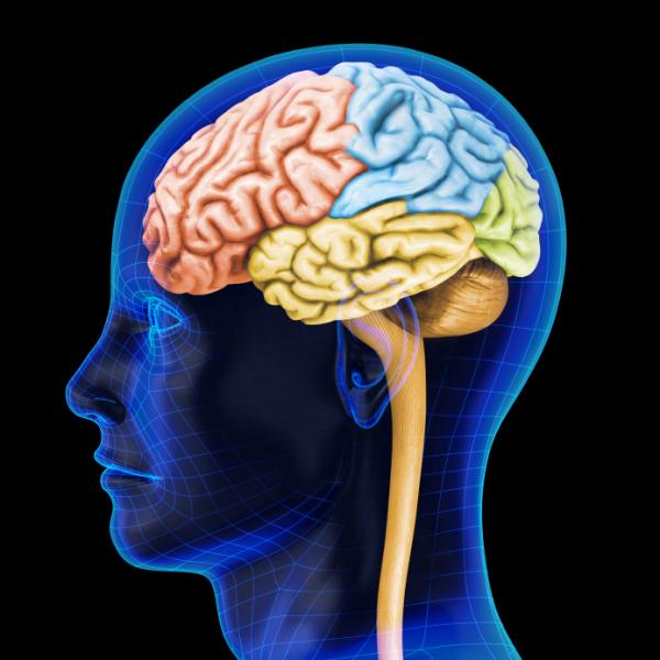 Pourquoi les veines sont bleues alors que le sang est rouge - Les veines sont bleues : une illusion d'optique
