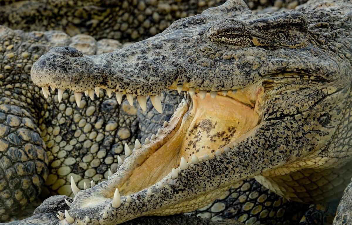 Que signifie rêver de crocodiles