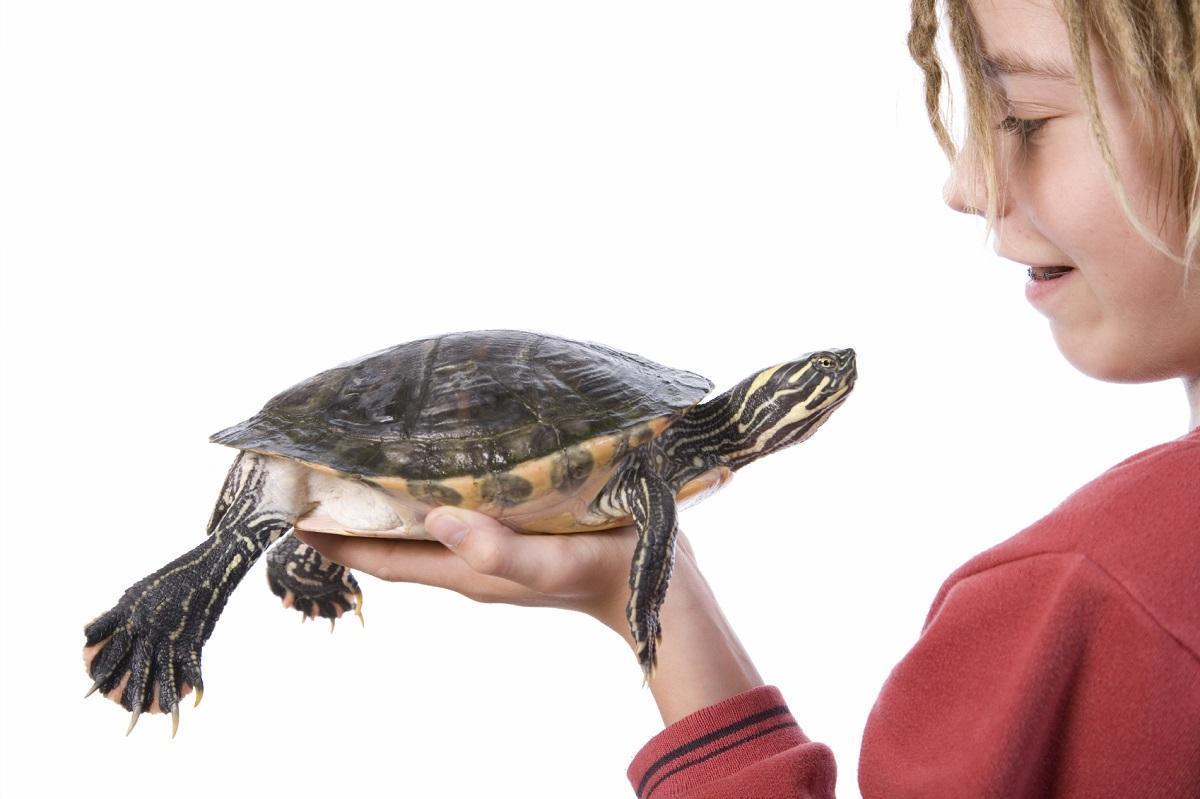 Combien de temps vit une tortue