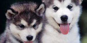 Comment s'occuper d'un Husky de Sibérie