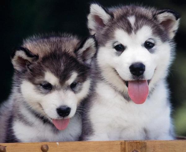 Comment s'occuper d'un Husky de Sibérie