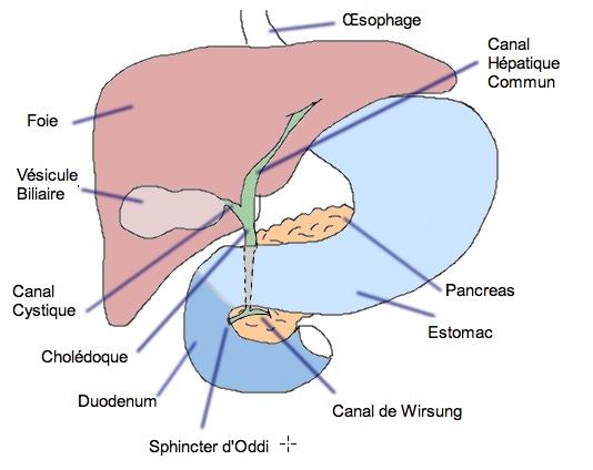 Causes de l'inflammation de la vésicule biliaire