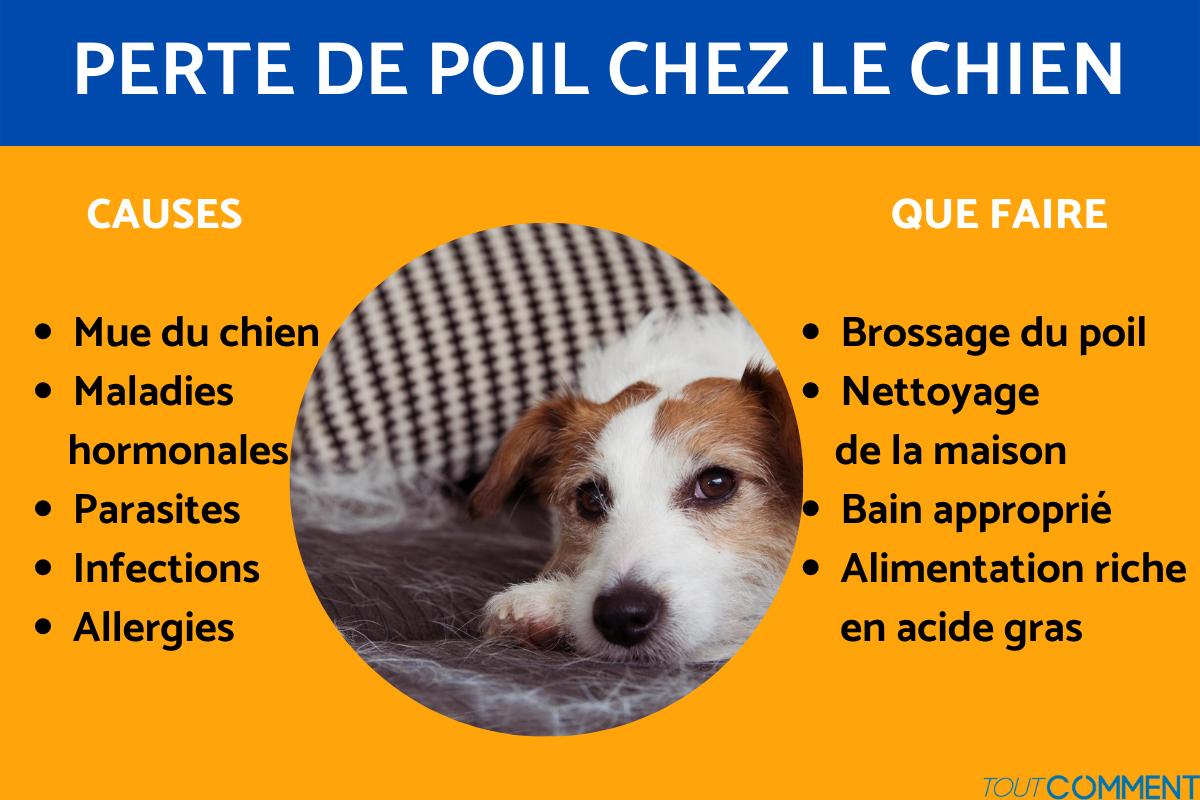 Perte de poil chez le chien : Causes et que faire