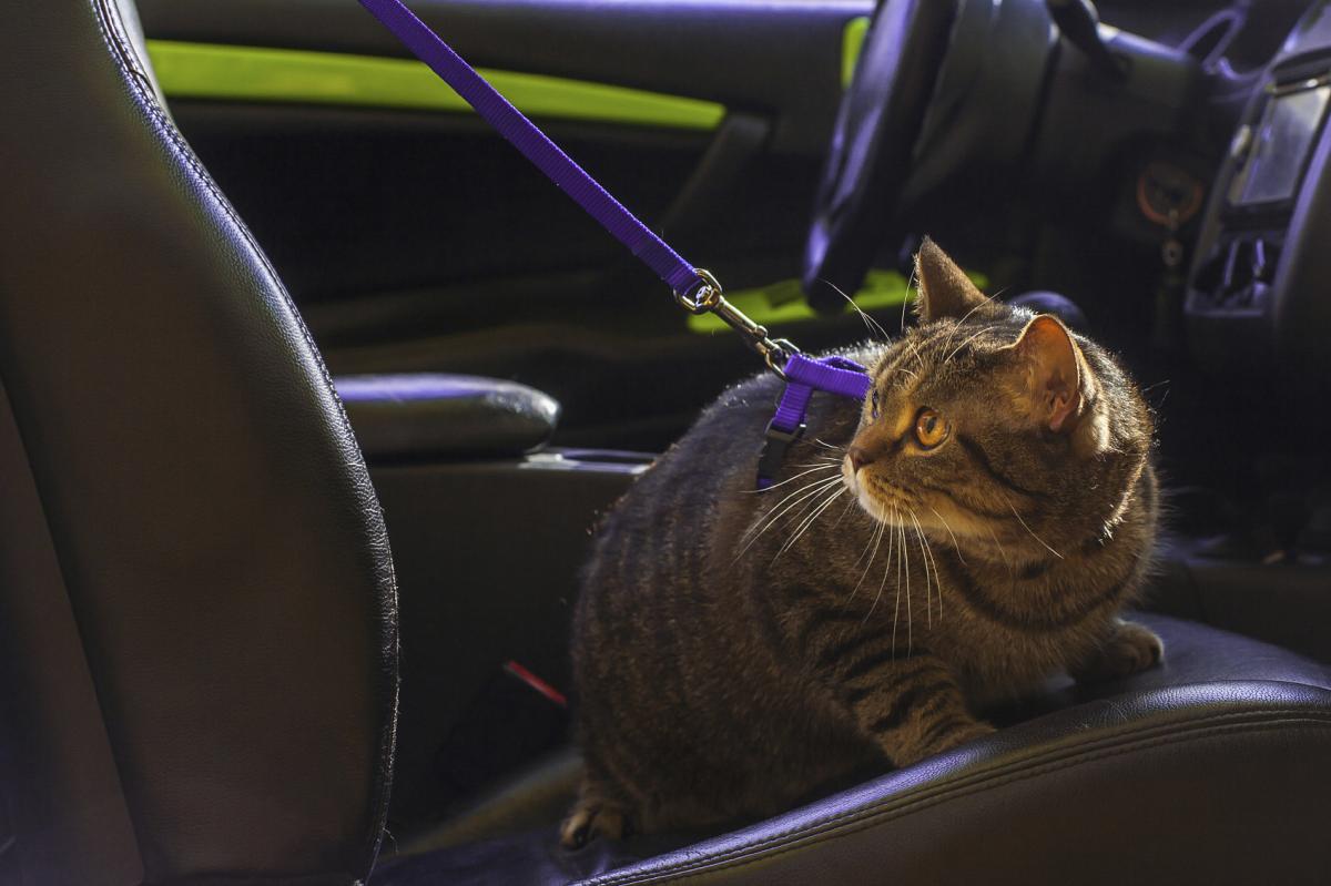 Comment enlever l'odeur d'urine de chat de sa voiture