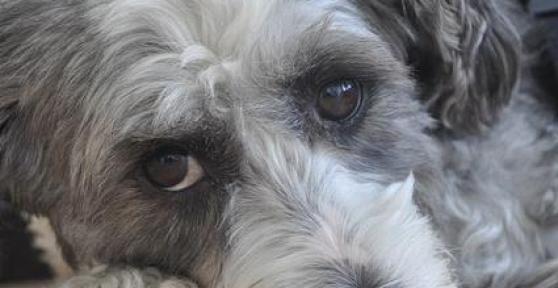 Remèdes naturels pour faire baisser la fièvre de mon chien