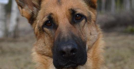 Traitement pour la peau sèche du chien
