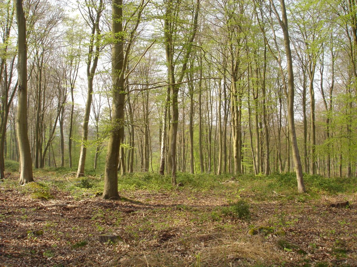 Signification des rêves : rêver de forêt