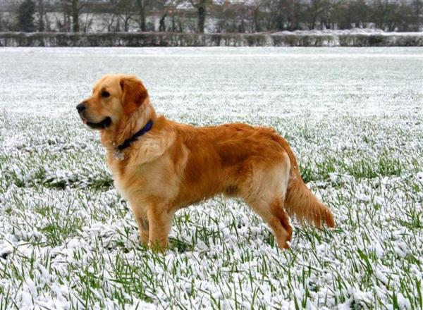 Comment dresser un golden retriever