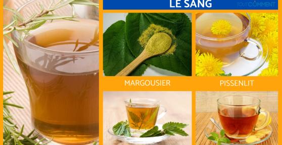 Tisanes pour nettoyer le sang