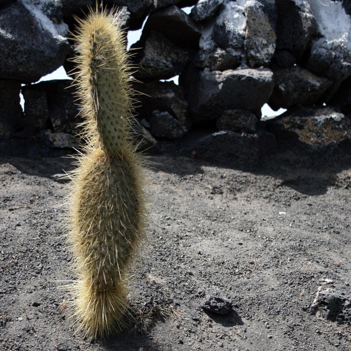 Comment et quand transplanter les cactus