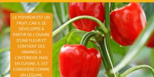 Poivron, fruit ou légume ?